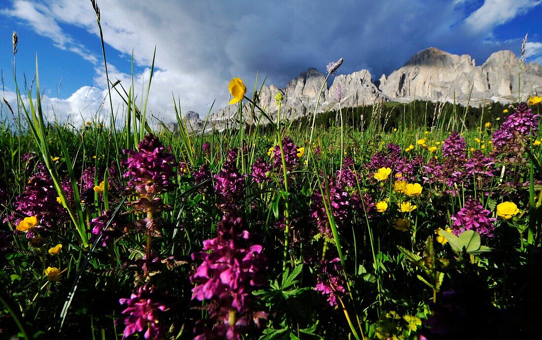 Meadow in blossom, summer in the mountains, Eggen valley, Karer pass, Alto Adige, South Tyrol, Italy