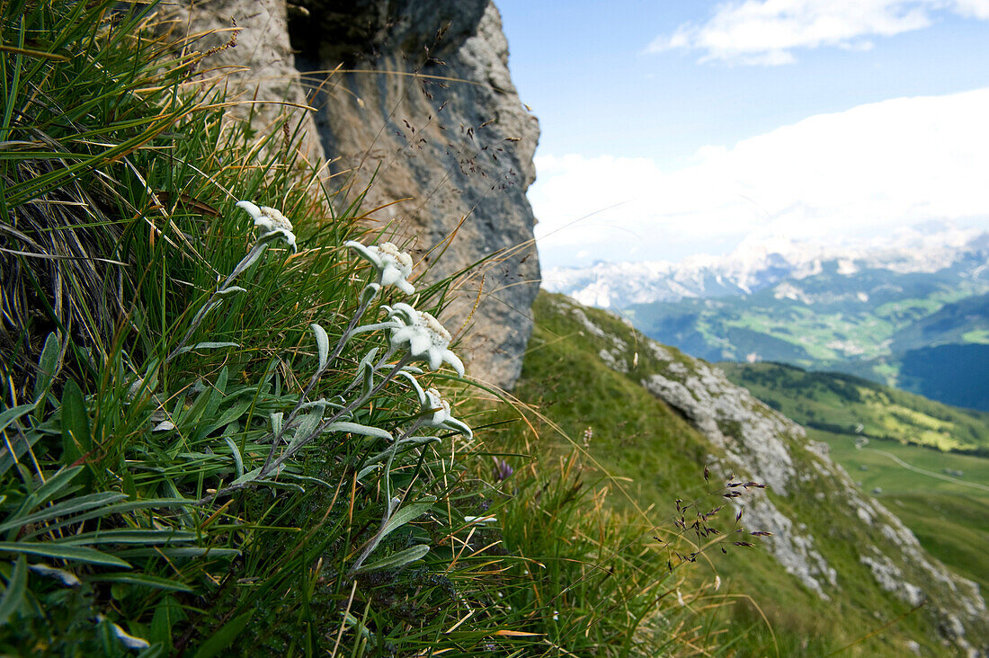 Edelweiss, Peitler Kofel, Nature Reserve Park Puez Geisler, Alto Adige, South Tyrol, Italy