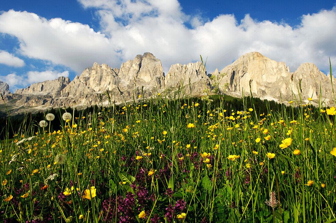 Blühende Wiese, Bergsommer, Rosengarten Massiv, Dolomiten, Alto Adige, Südtirol, Italien