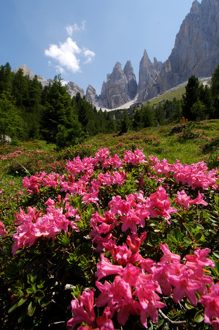 Rhododendron in blossom, Nature Reserve Park Schlern, Dolomites, Rosengarten, Alto Adige, South Tyrol, Italy