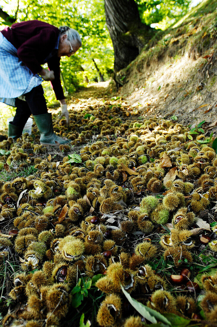 Older woman gathering sweet chestnuts, Etschtal, Vinschgau, Alto Adige, South Tyrol, Italy