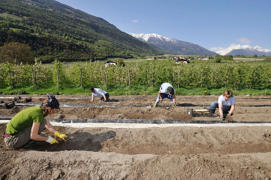 Menschen bei der Spargelernte, Vinschgau, Alto Adige, Südtirol, Italien