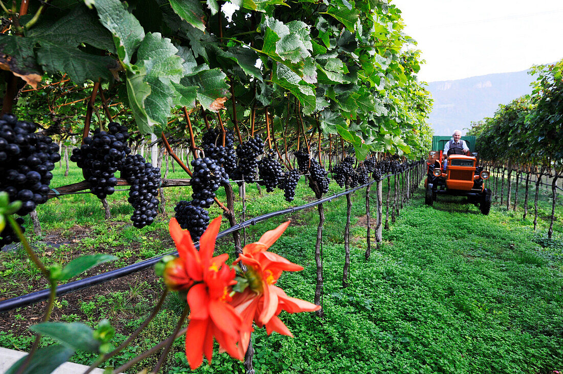 Vine farmer harvesting grape, Andriano, Alto Adige, South Tyrol, Italy