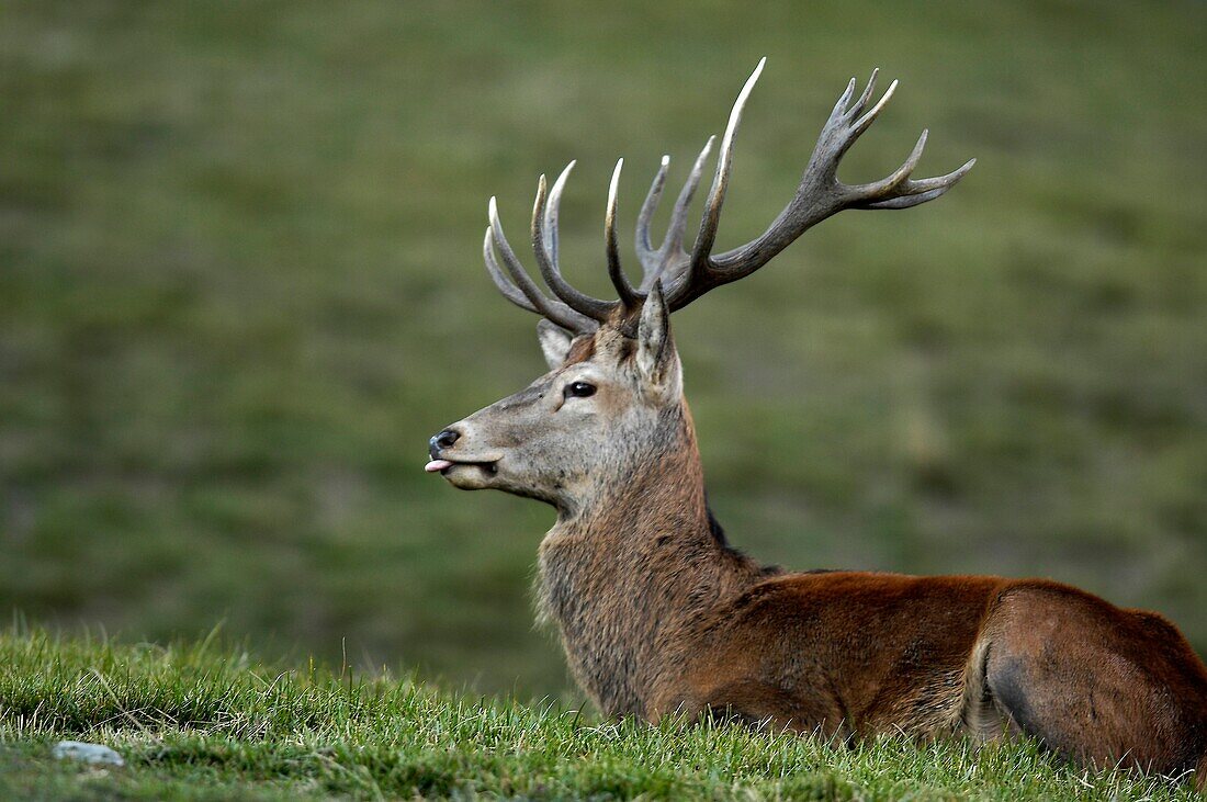 Deer in profil, Alto Adige, South Tyrol, Italy