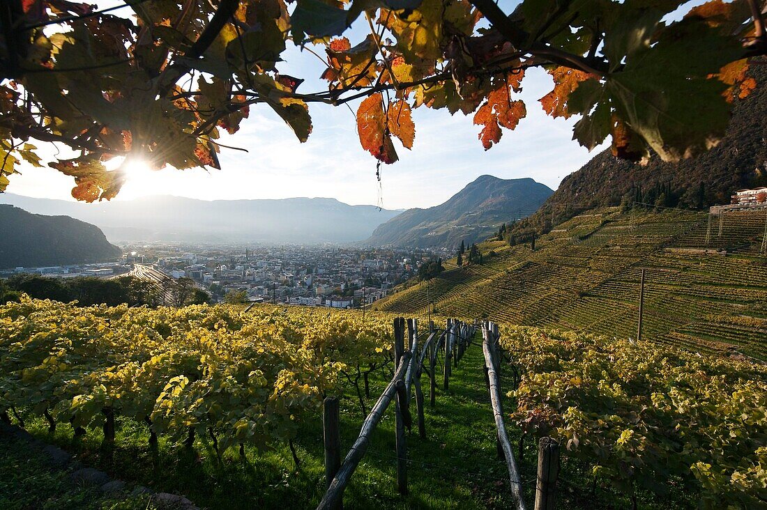 Weinfelder um das Weindorf St. Madgalena im Herbst, Südtirol, Alto Adige, Italien, Europa