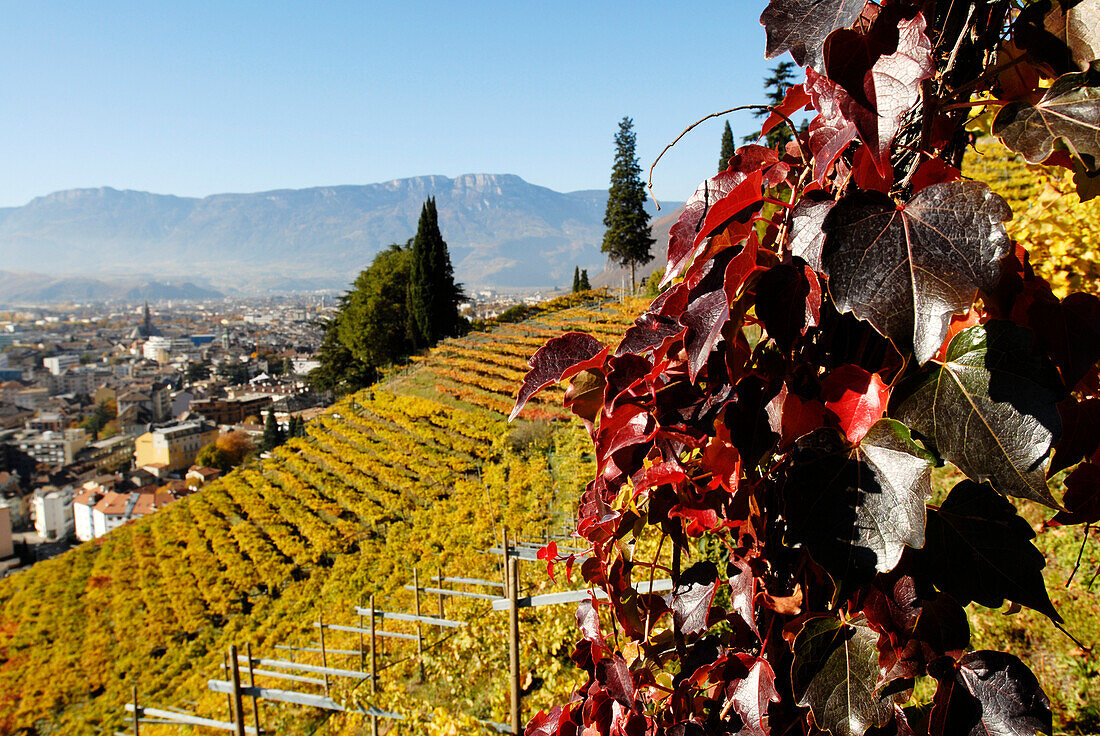 Vineyards in the sunlight, Bolzano, South Tyrol, Alto Adige, Italy, Europe