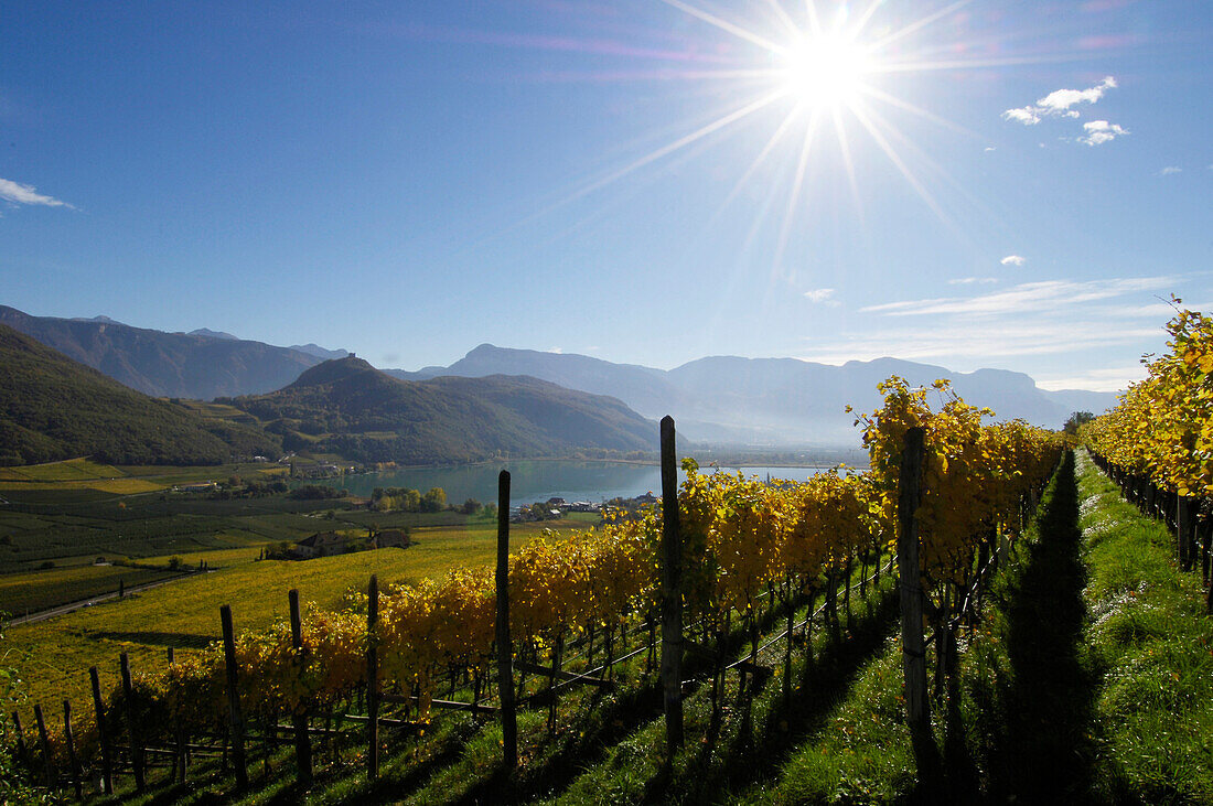 Vineyard at lake Kalterer See in the sunlight, Kaltern an der Weinstrasse, South Tyrol, Alto Adige, Italy, Europe