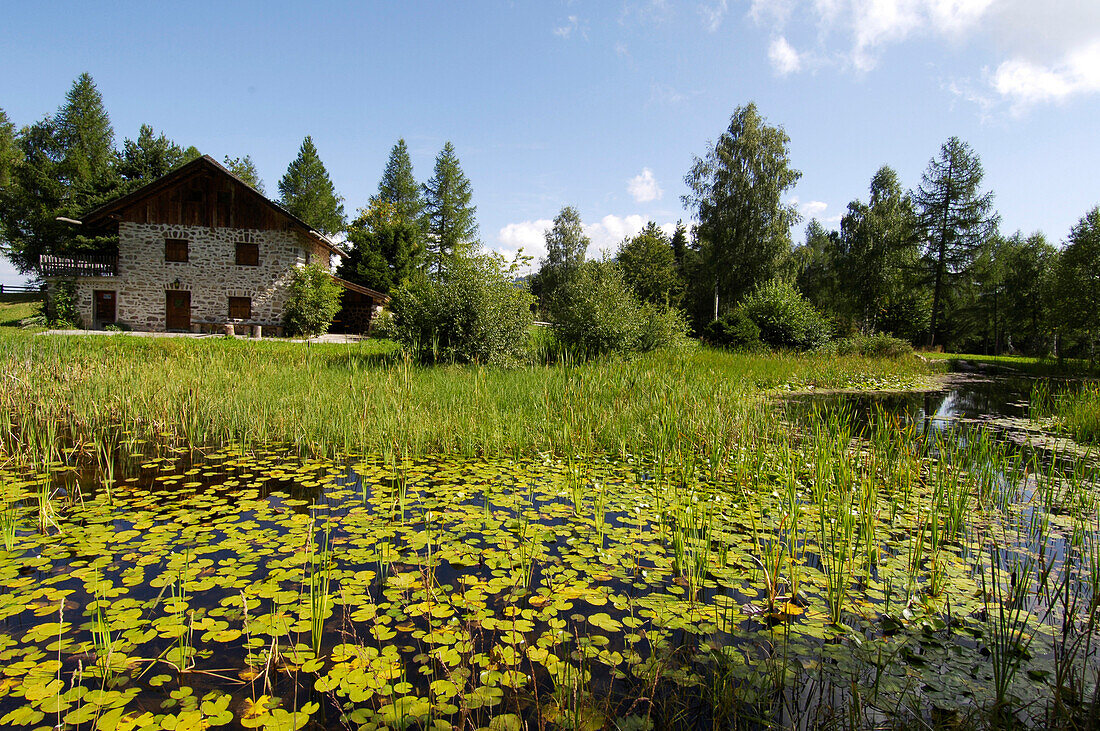 Teich mit Seerosenblättern im Naturpark Trudner Horn, Südtirol, Alto Adige, Italien, Europa