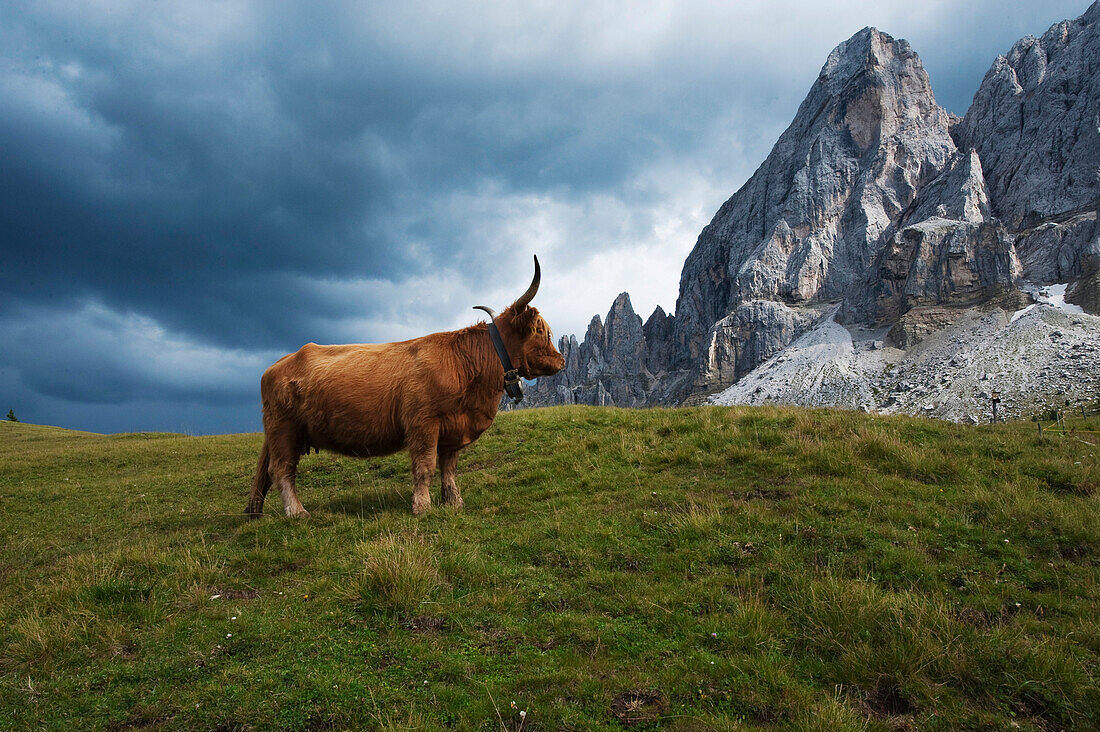 Schottisches Rind vor dem Würzjoch, Peitlerkofel, Dolomiten, Südtirol, Alto Adige, Italien, Europa