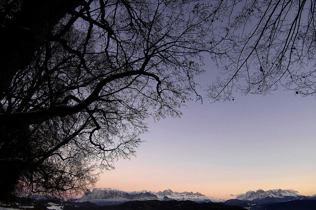 Bäume und Gebirge in der Abenddämmerung, Schlern, Dolomiten, Südtirol, Alto Adige, Italien, Europa