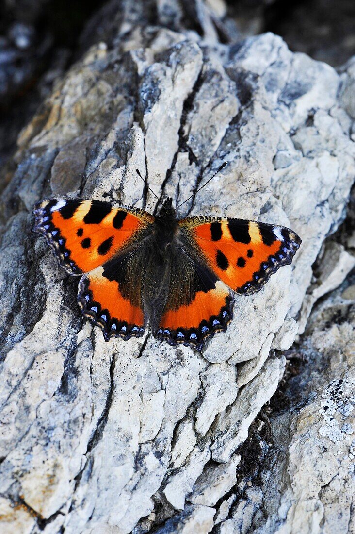 Butterfly on a rock, South Tyrol, Alto Adige, Italy, Europe