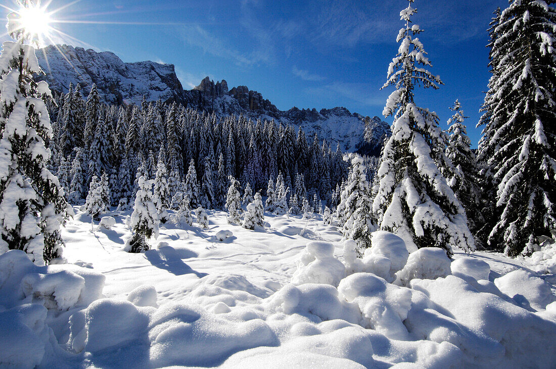 Snowy spruce forest in the sunlight, Latemar, Eggental valley, Dolomites, South Tyrol, Alto Adige, Italy, Europe
