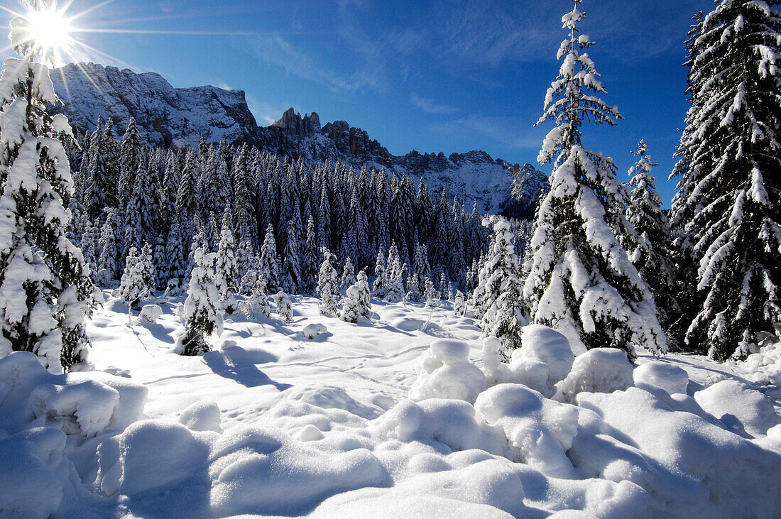 Verschneiter Fichtenwald im Sonnenlicht, Latemar, Eggental, Dolomiten, Südtirol, Alto Adige, Italien, Europa