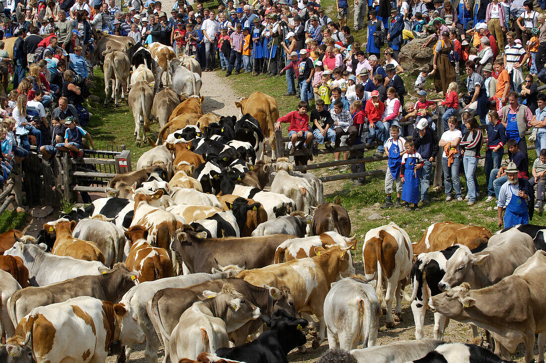 Kuhherde beim Almabtrieb, Ritten, Rittner Horn, Südtirol, Alto Adige, Italien, Europa