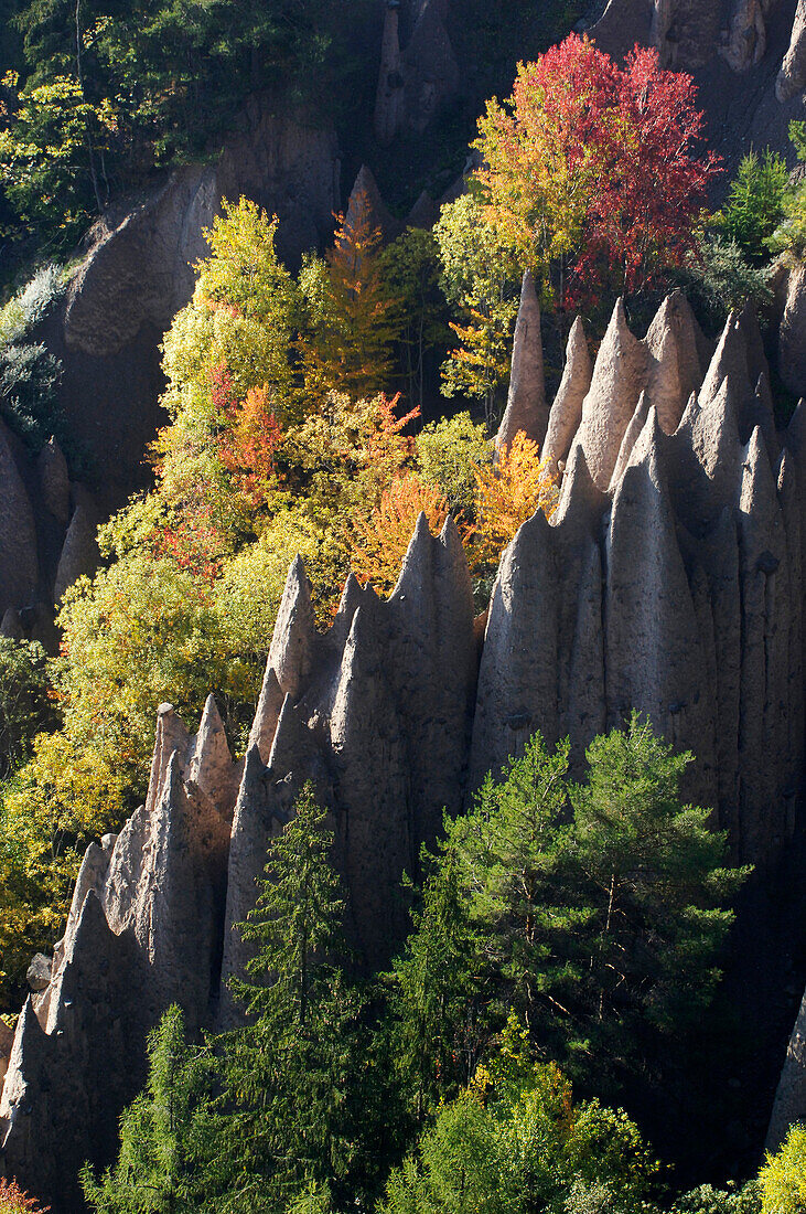 Erdpyramiden zwischen herbstlichen Bäumen, Oberbozen, Ritten, Südtirol, Alto Adige, Italien, Europa