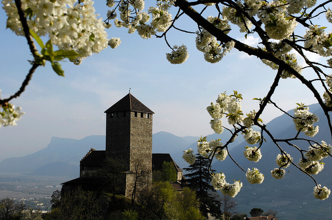Blühende Zweige vor dem Schloss Tirol im Frühling, Südtirol, Alto Adige, Italien, Europa