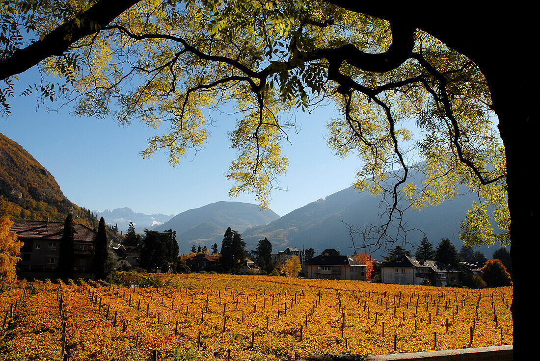 Weinfeld und Berglandschaft im Sonnenlicht, Bozen, Südtirol, Alto Adige, Italien, Europa