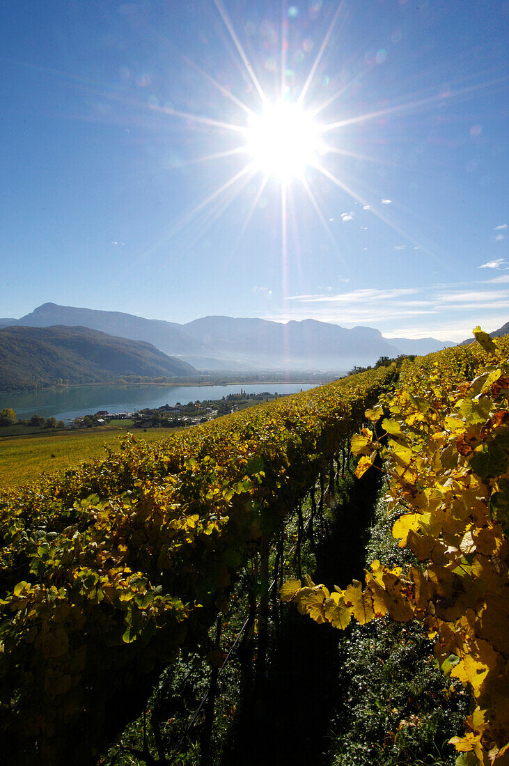 Vineyard at lake Kalterer See in the sunlight, Kaltern an der Weinstrasse, South Tyrol, Alto Adige, Italy, Europe