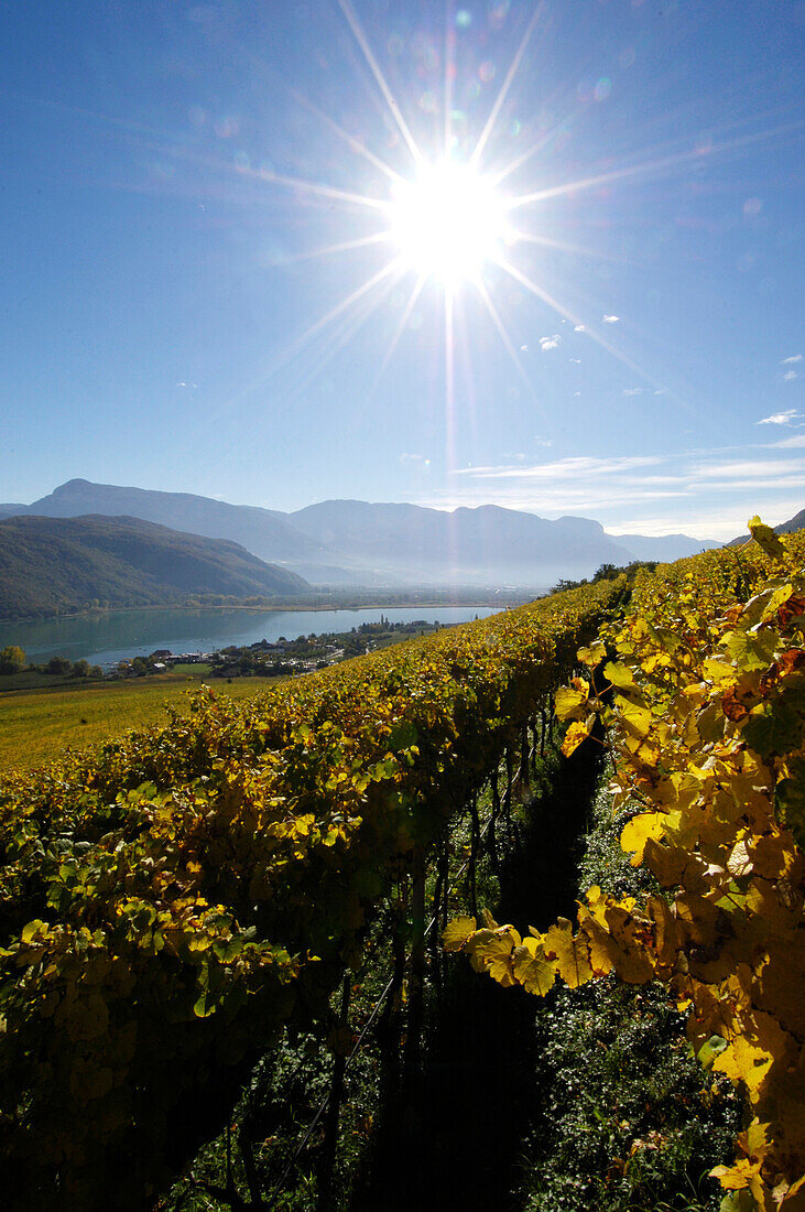 Weinfeld am Kalterer See im Sonnenlicht, Kaltern an der Weinstrasse, Südtirol, Alto Adige, Italien, Europa