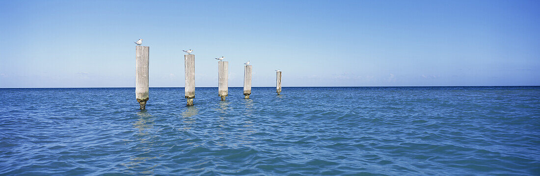 Terns sitting on wooden pilings in the water off Dickenson Bay, Antigua