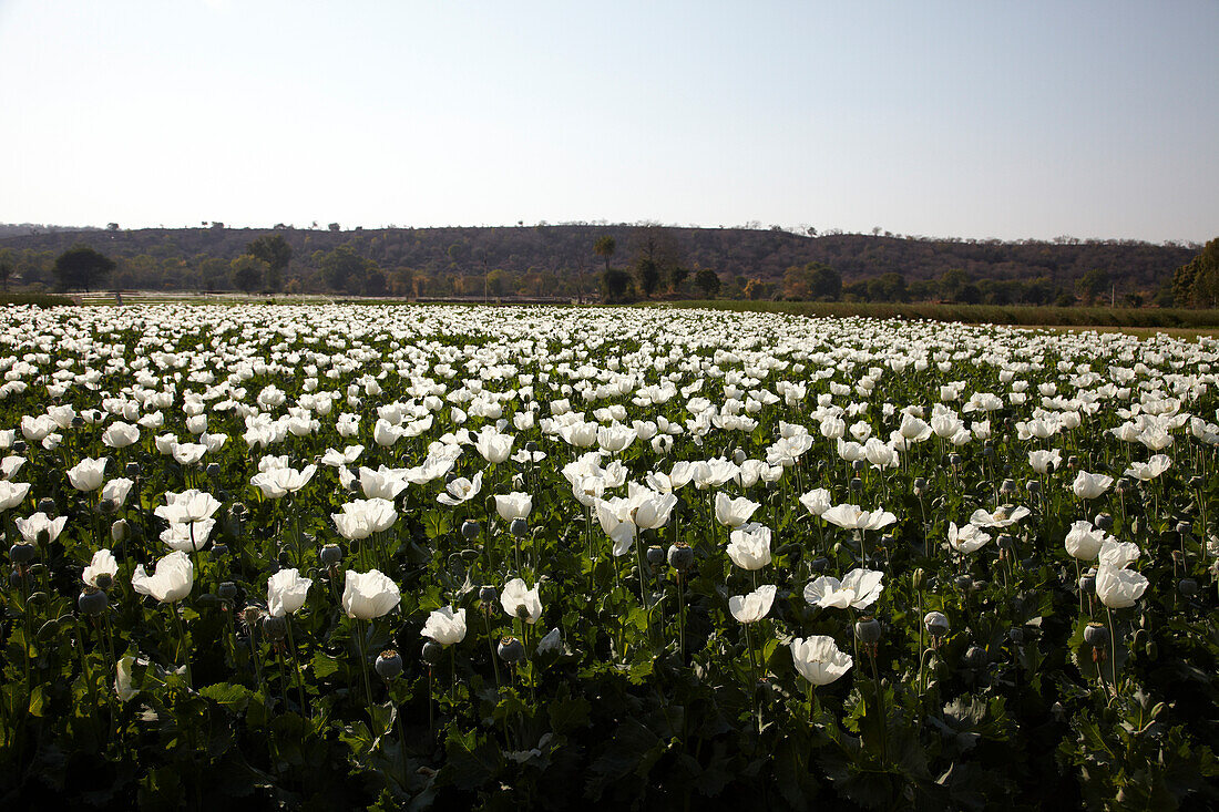 Opium poppies, Bijapur, Rajasthan, India