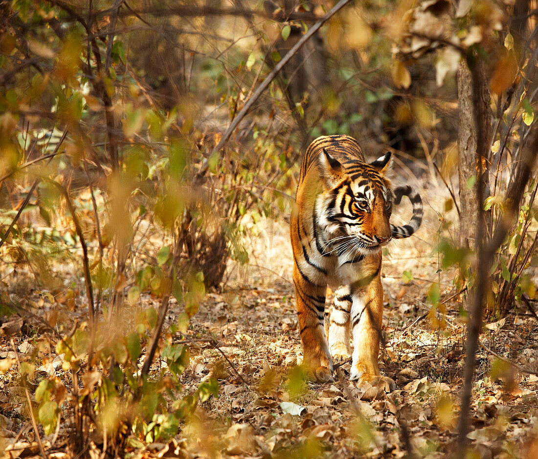 Tiger in the undergrowth at Ranthambore Park, Rajasthan India