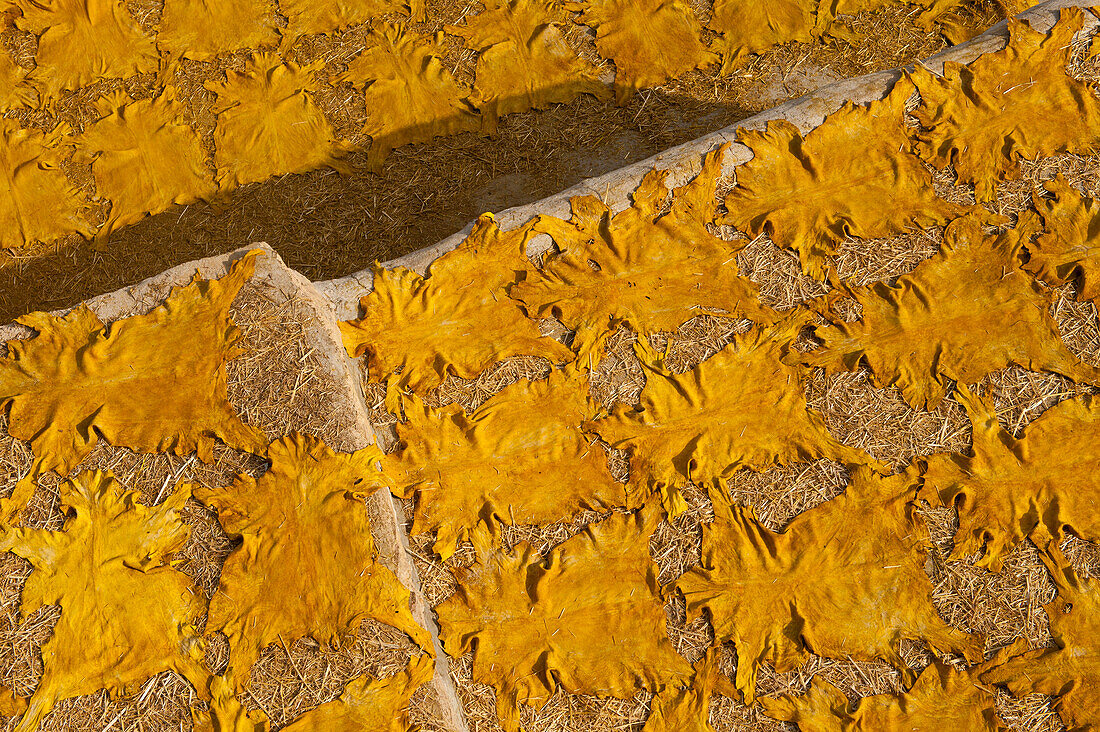 Dyed yellow goat skins drying on roof of houses, Fez, Morocco
