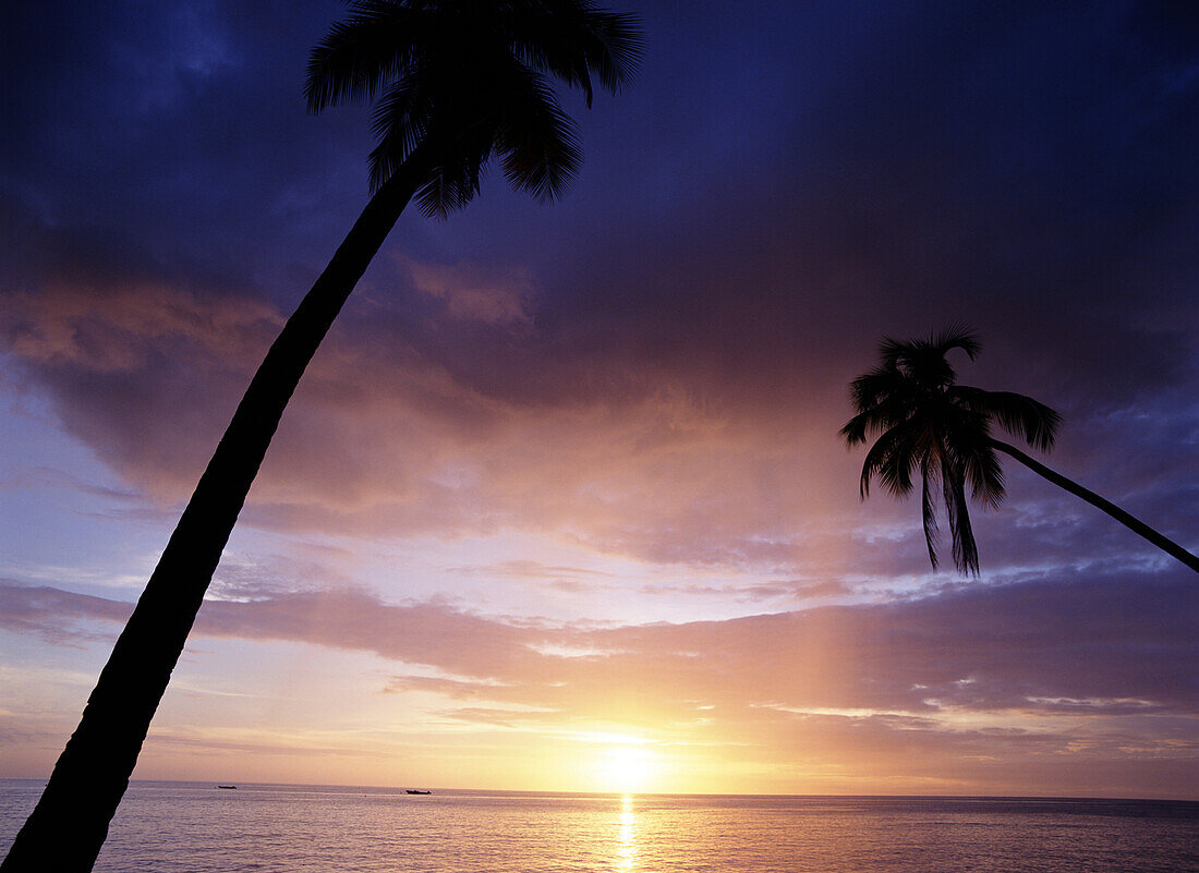 West coast beach at sunset with palm tree, Barabados