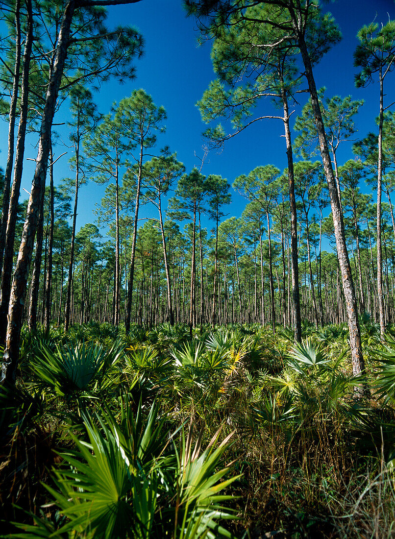 Pine forest in the interior of Grand Bahama Island, Bahamas