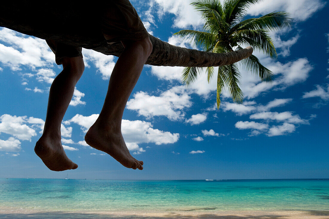 Sitting on a palm tree, Barbados, Barbados