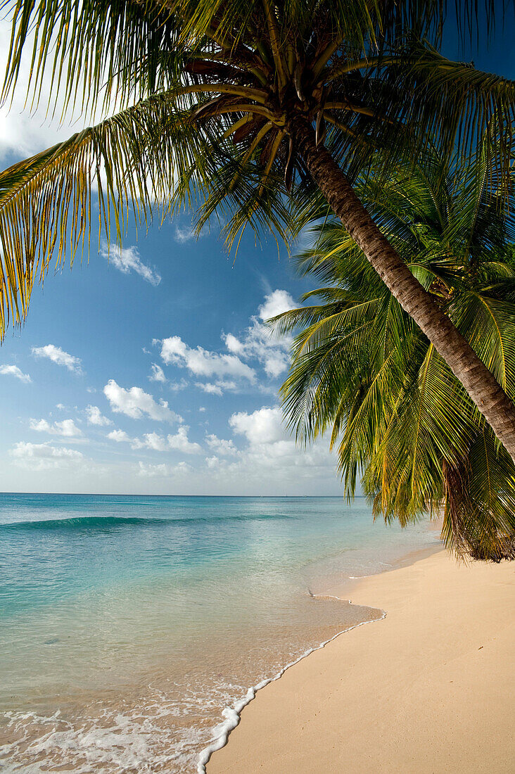 Palm trees and beach at Fitts on the west coast of Barbados, Barbados