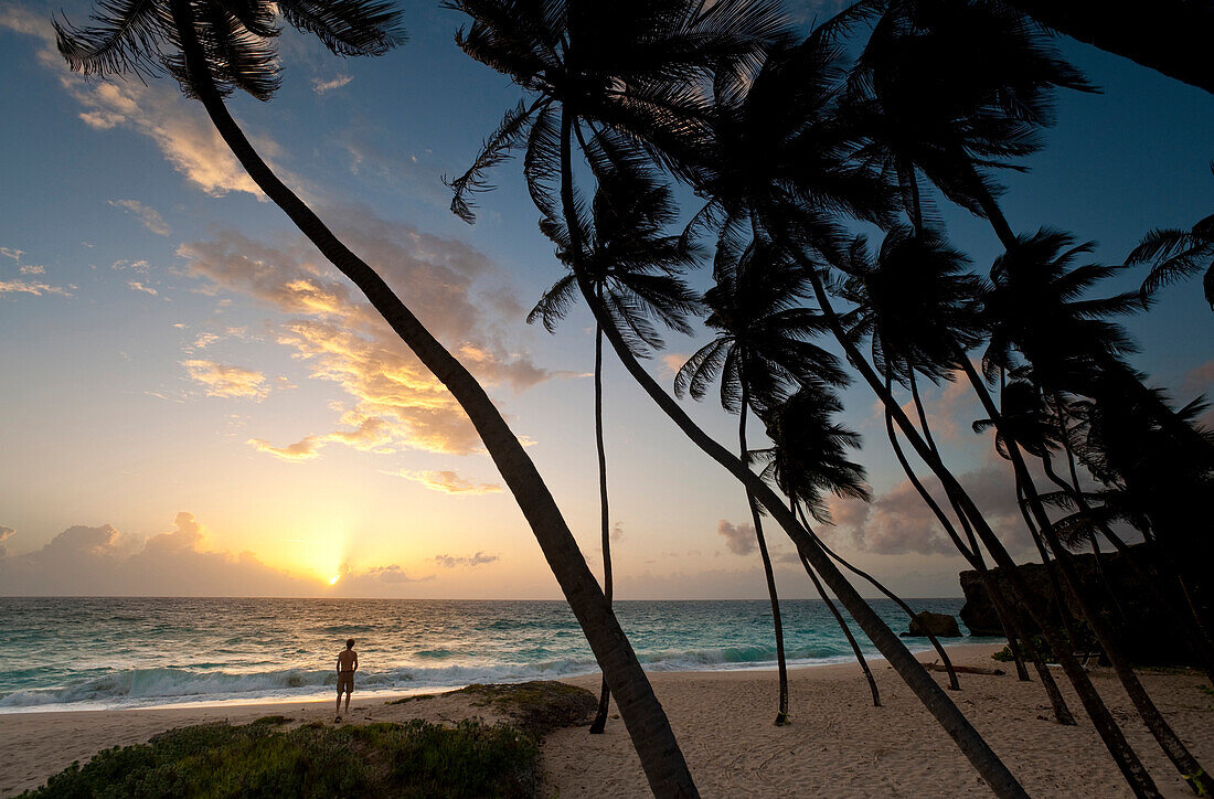Silhouette of palms at dawn, Bottom Bay, Barbados, Barbados