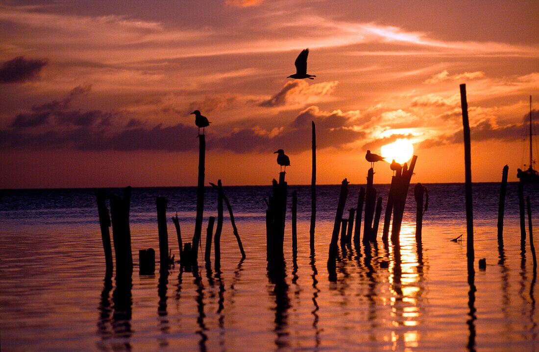 Silhouette of seagulls on posts in sea at sunset, Caye Caulker, Belize