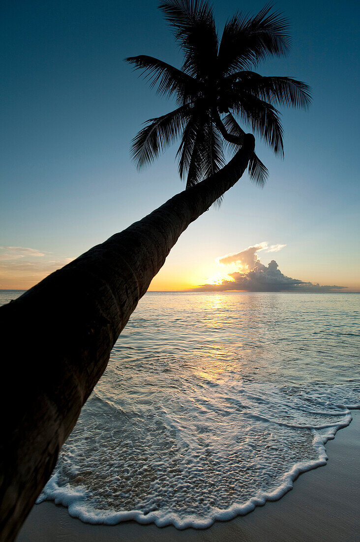 Silhouette of palm tree at dusk near Holetown, Barbados, Barbados