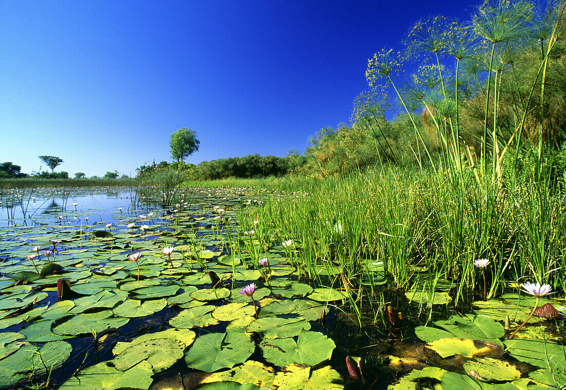 Lily pads in a river, Okavango Delta, Okavango Delta, Botswana