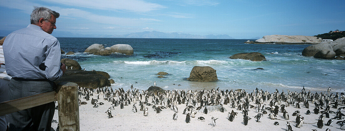 Jackass Penguins on Boulder Beach, South Africa
