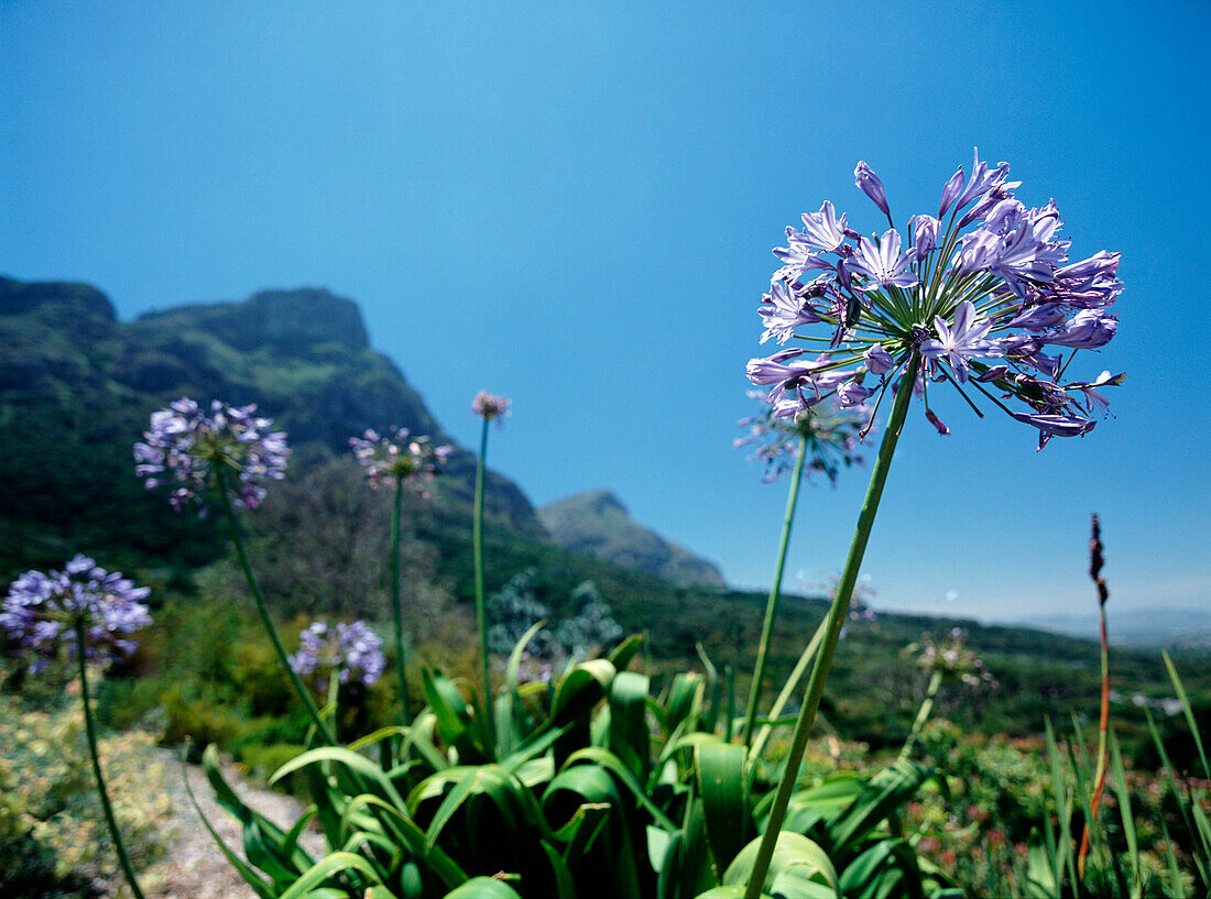 Purple flower in Kirstenbosch Botanical Gardens, Cape Town, South Africa