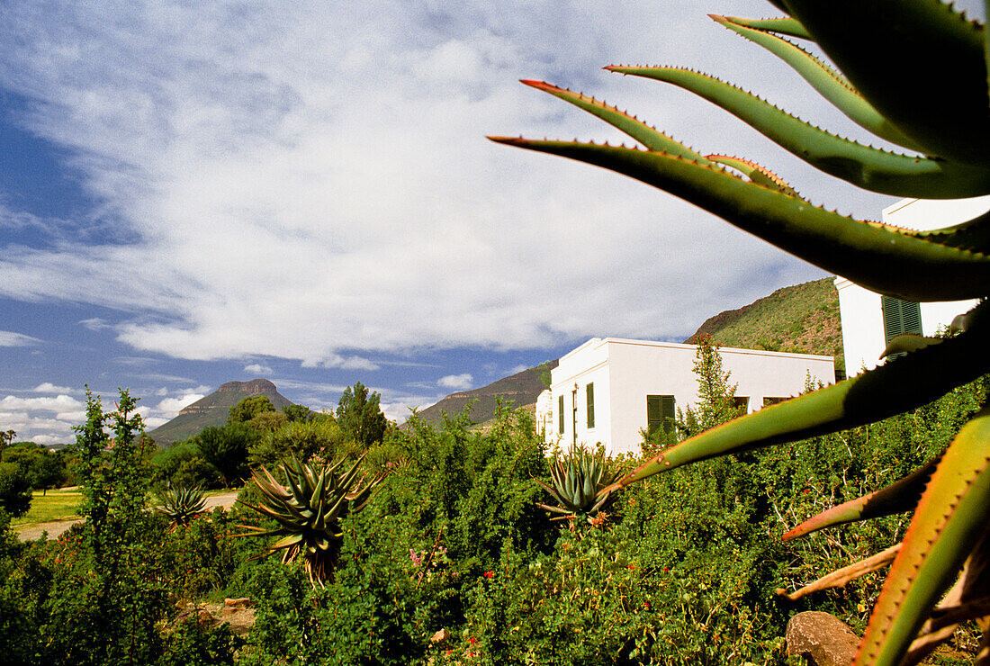 Front garden in front of residential houses, Graaf Reinet, South Africa