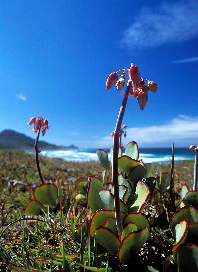 Fynbos plants growing beside the sea in the Cape of Good Hope Nature Reserve, South Africa.