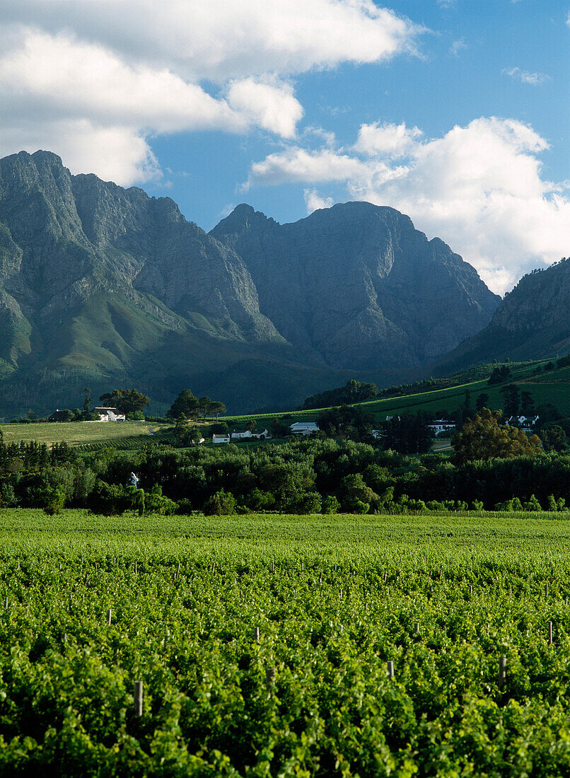Looking across vineyards, Franschhoek in the winelands of the Western Cape, South Africa
