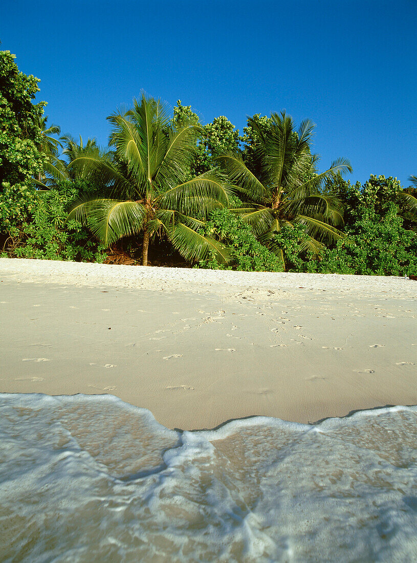 Waves lapping shore of beach with palm trees in background, Anse Lazio, Praslin, The Seychelles