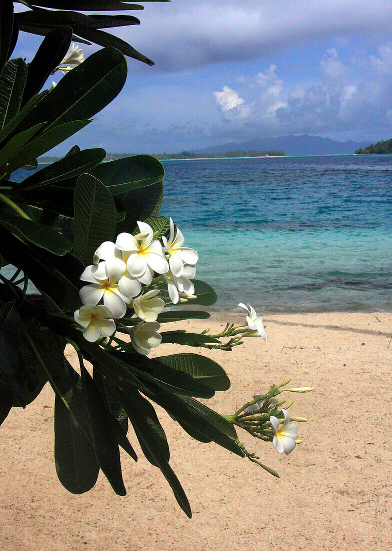 Polynesian White on beach at Hotel Bora Bora, Bora Bora, French Polynesia