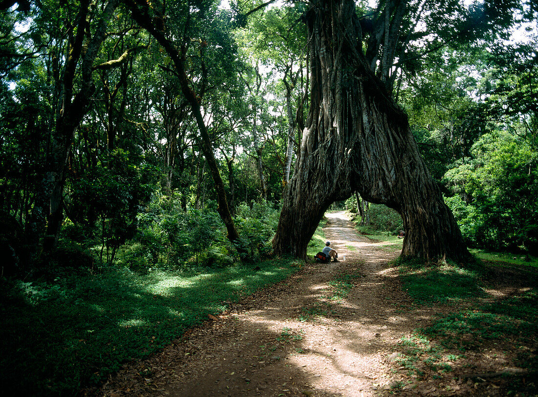 Woman resting inside fig tree arch on path up Mt Meru, Arusha National Park, Tanzania