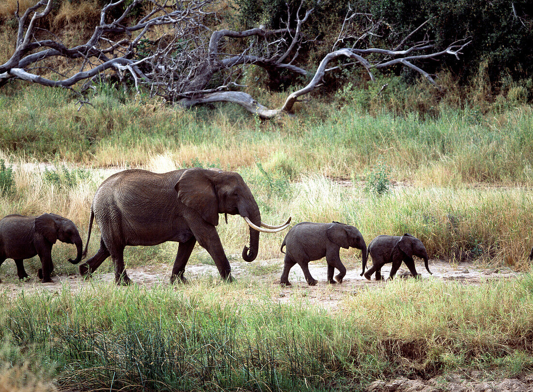 Family of elephants walking through the bush in Tarangire National Park, Tanzania.