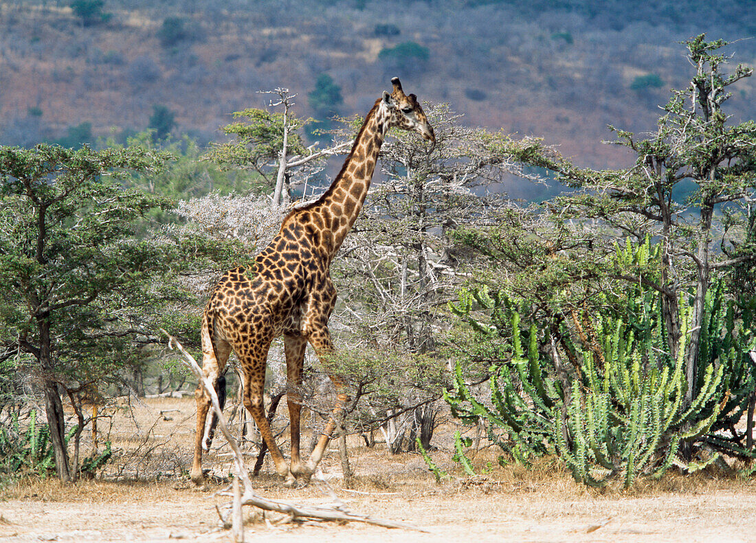Giraffe walking through bush, Selous Game Reserve, Tanzania.