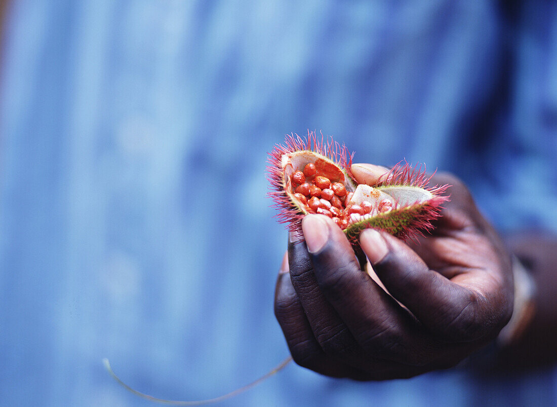 Man holding a seed pod on the Spice Tour, Zanzibar, Tanzania