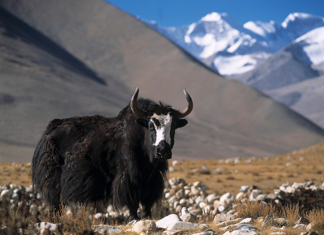 Yak in fields beneath Mt. Everest, Tibet.