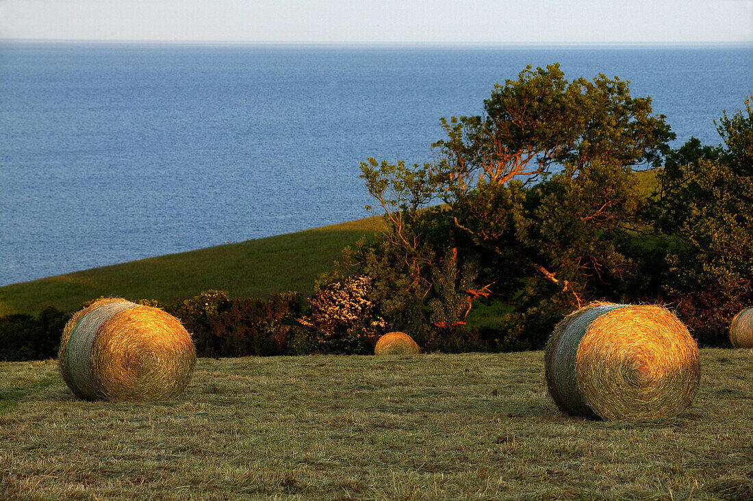 Bales of hay in the setting sun on the Cornish coast, Cornwall, England