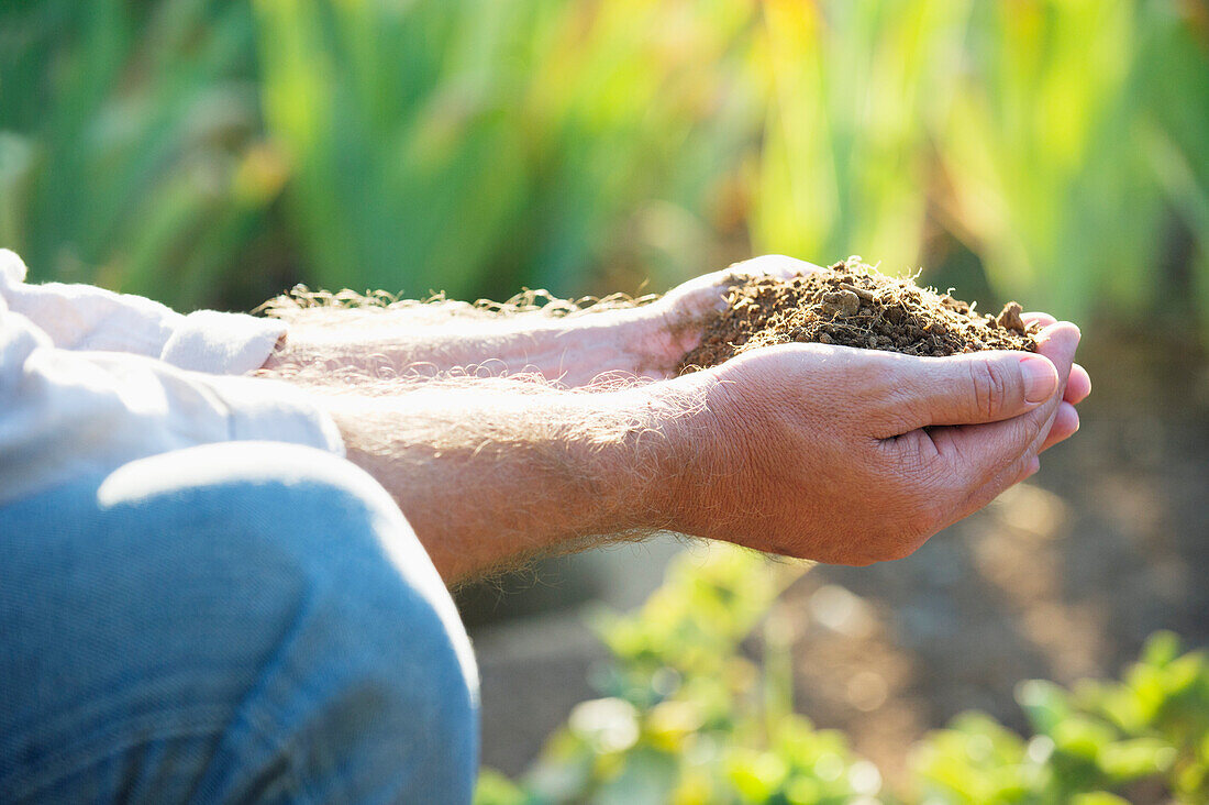 Close-up of a man's hand holding soil