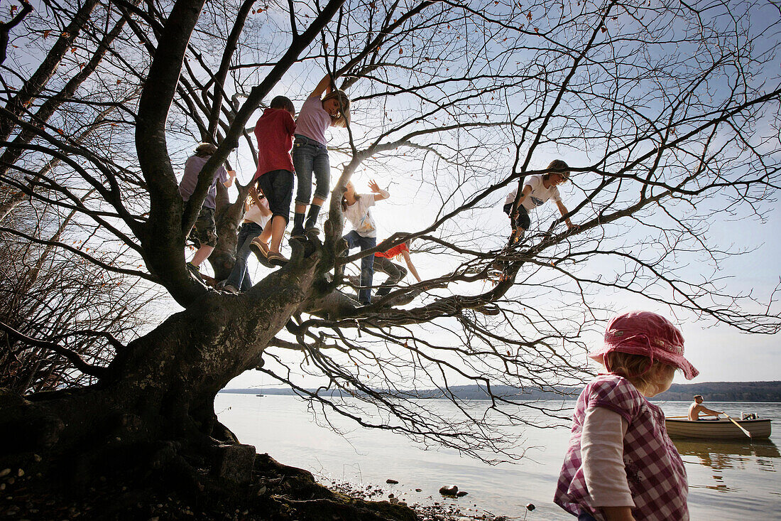 Children playing along the lakeshore, climbing a tree, Leoni castle grounds, Leoni, Berg, Lake Starnberg, Bavaria, Germany